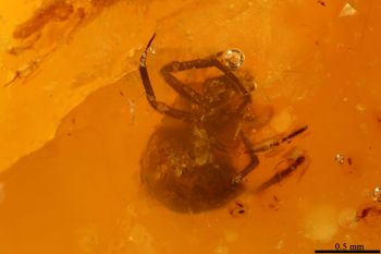 Media type: image;   Entomology PALE-26890